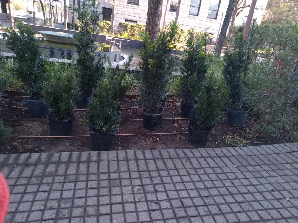 Professional yard maintenance in New Boston, TX by Lil Will Lawn Care