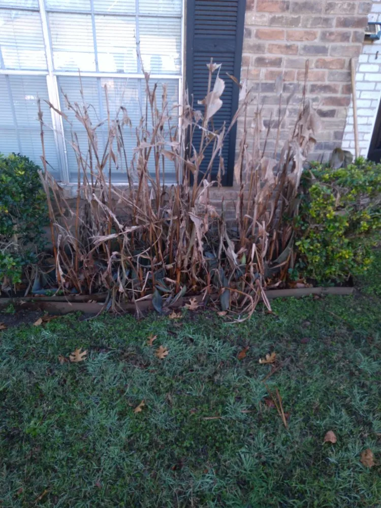 Expert yard maintenance in New Boston, TX by Lil Will Lawn Care