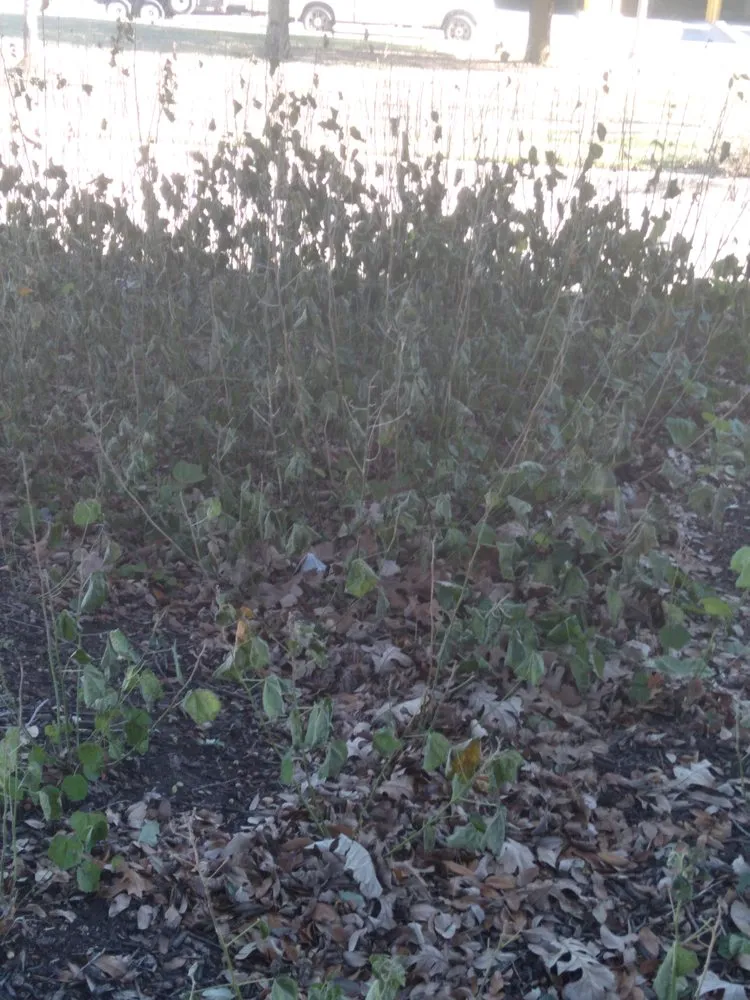 Trusted lawn mowing service with custom design in New Boston, TX by Lil Will Lawn Care