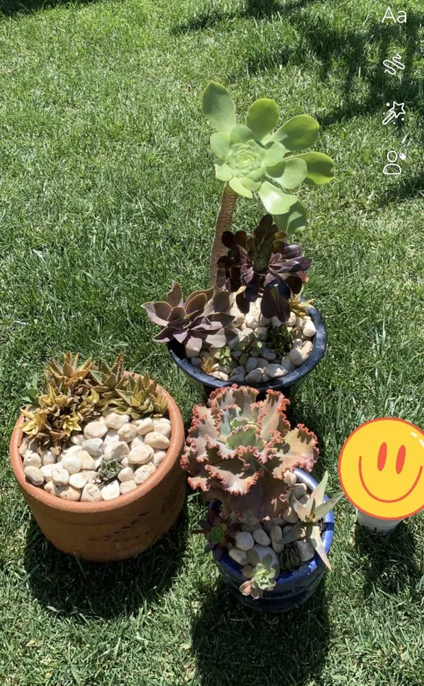 Custom yard maintenance in Antioch, CA by Lili’s Garden