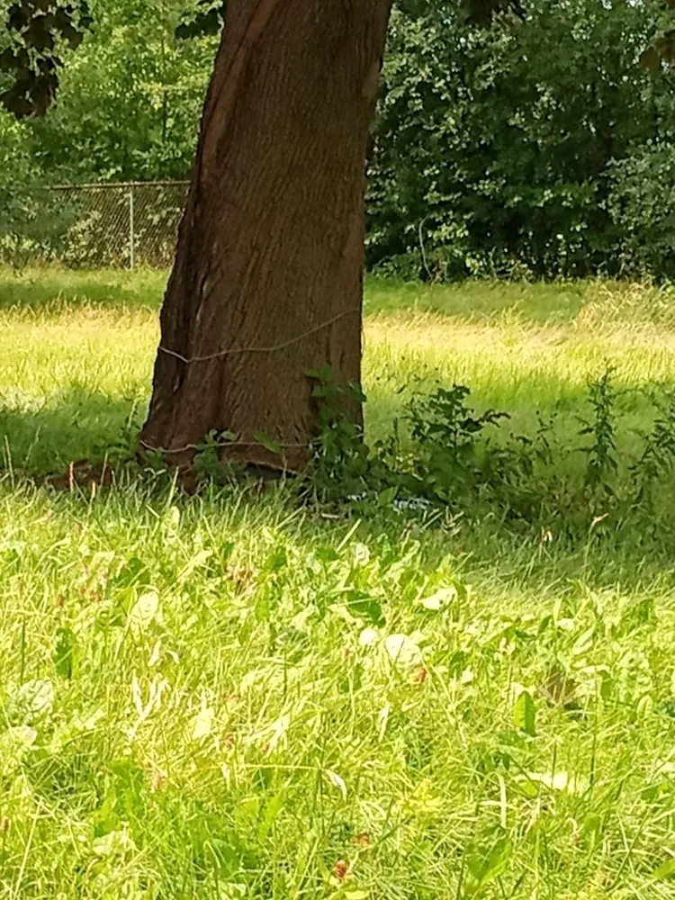 Affordable lawn care service in Kenosha, WI by Lillians Lawn Care Service