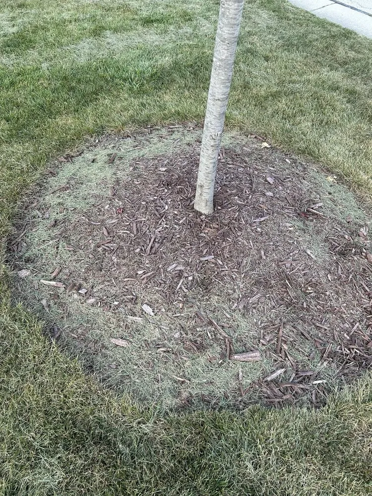 Affordable landscape installation in Kenosha, WI - Lillians Lawn Care Service