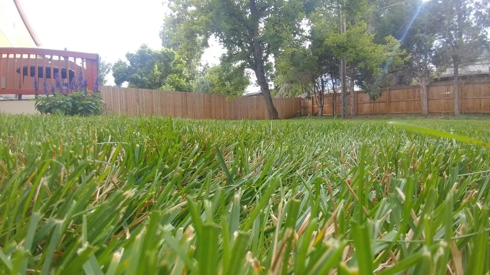 Local yard cleanup service in Golden, CO - Lillibridge Landscaping