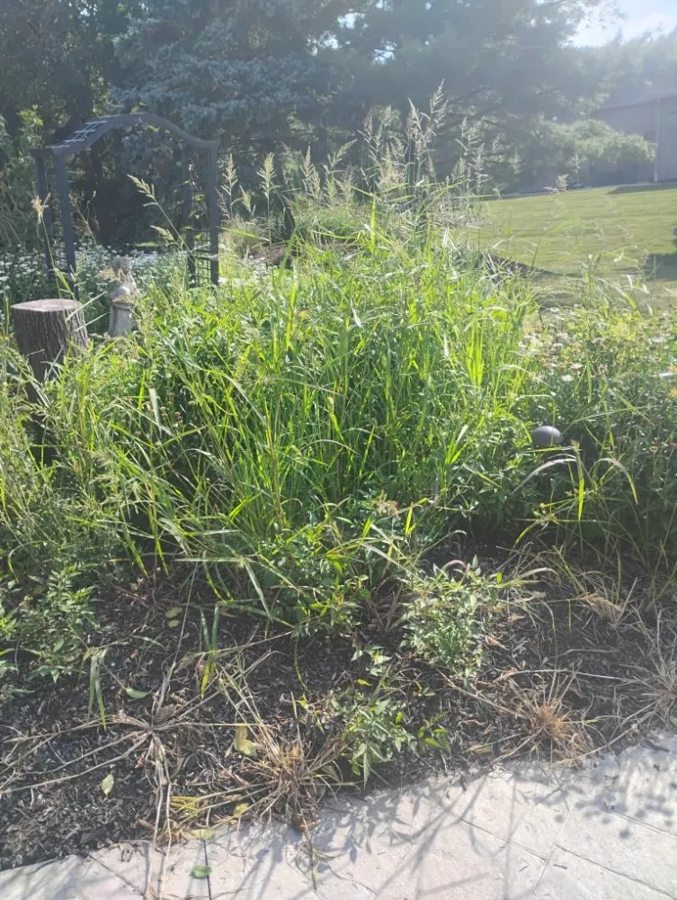 Custom yard maintenance in Canton, OH - Lilly Irrigation Maintenance