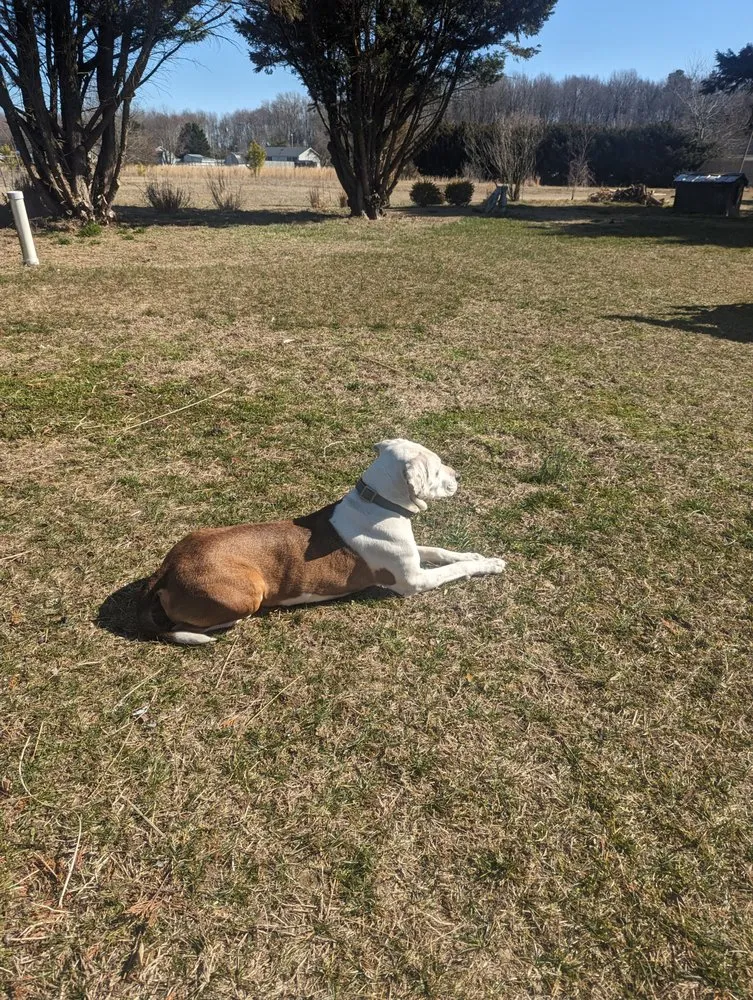 Reliable garden landscaping experts serving Ellendale, DE - Lilly lawn and landscaping