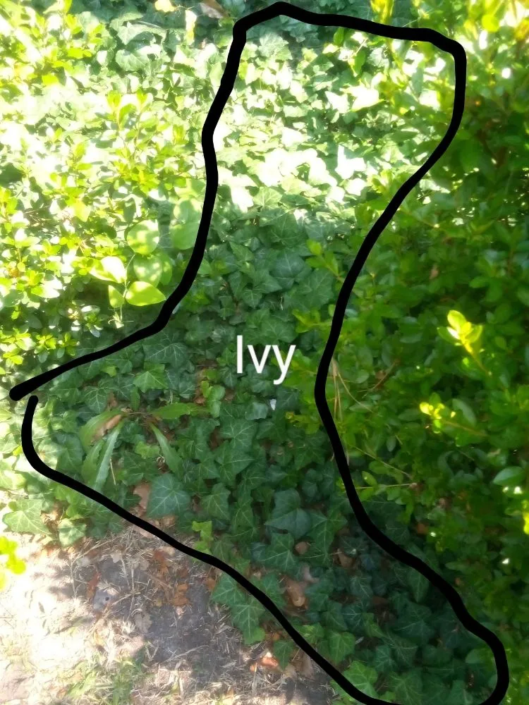 Reliable landscaping services experts serving Saint Pauls, NC - Lilly's Lawncare