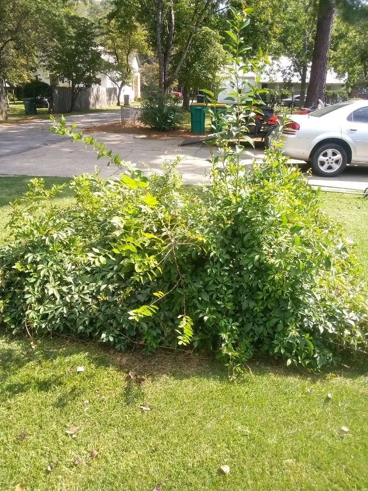 Custom garden landscaping in Saint Pauls, NC by Lilly's Lawncare