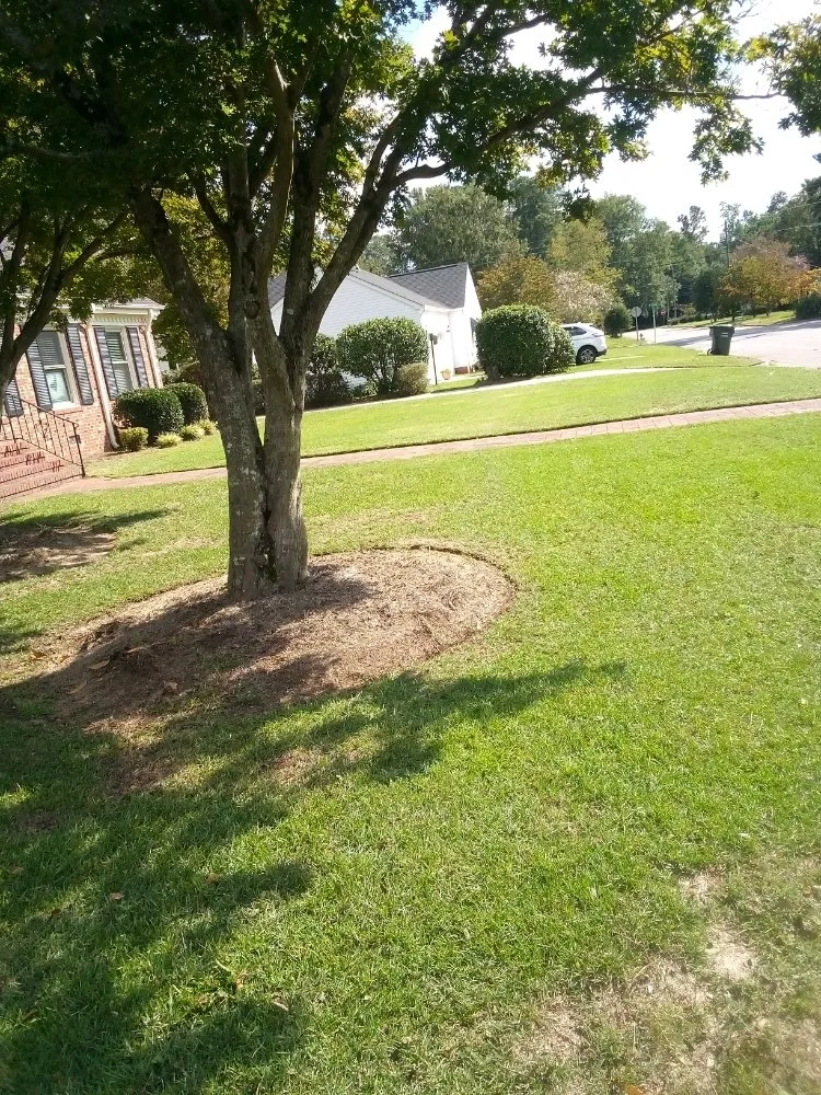 Affordable yard cleanup service in Saint Pauls, NC - Lilly's Lawncare