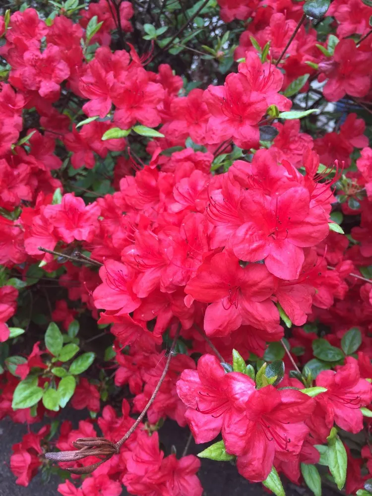 Affordable landscape design in Richmond, VT - Lily of the Valley Landscape & Design