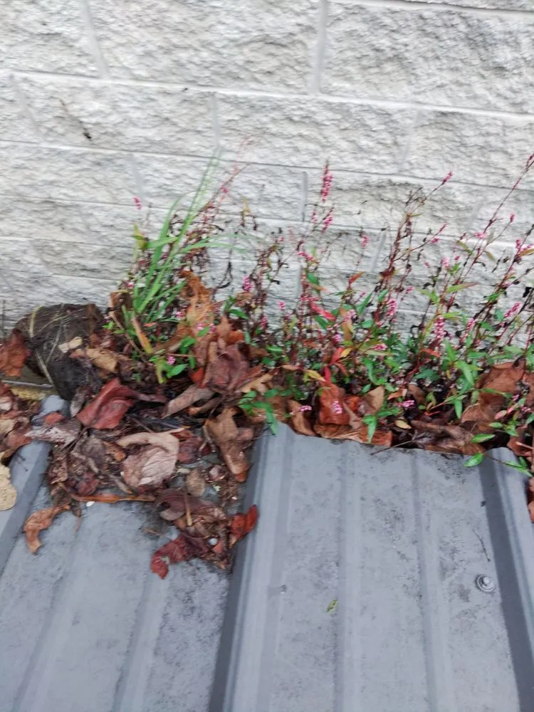 Professional landscape installation in Louisa, VA - Lily's Lawn Service