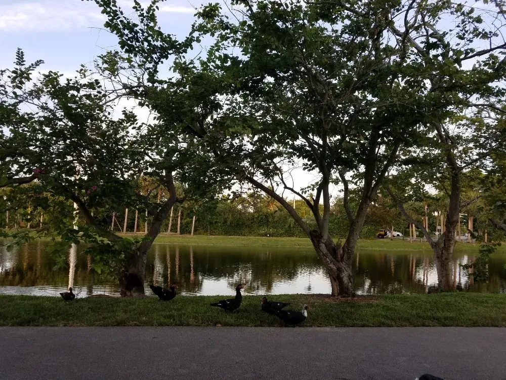 Reliable yard cleanup service in North Miami Beach, FL - Limajoh Maintenance Services