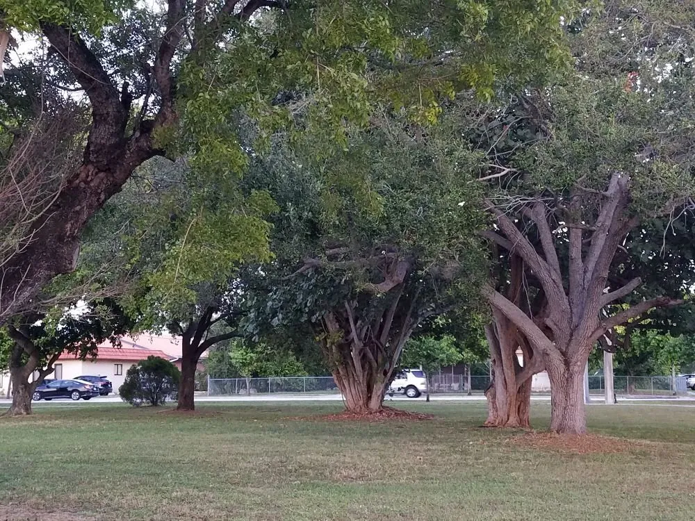 Expert lawn care service experts serving North Miami Beach, FL - Limajoh Maintenance Services