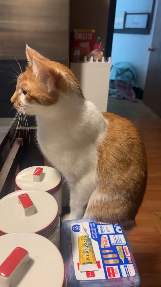 Local yard cleanup service experts serving Tacoma, WA - Limb and Leaf