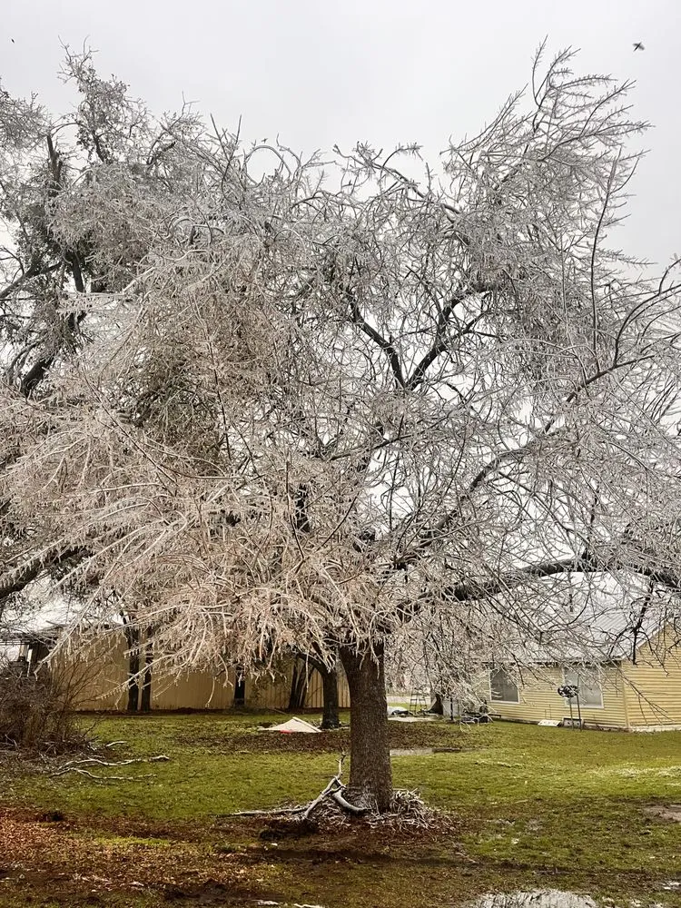 Reliable landscape design for beautiful yards across Lexington, TX - Limb Clean