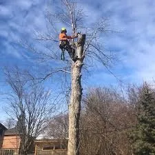 Professional lawn care service for homes across Big Stone Gap, VA - Limb Walker's Tree Service and Landscaping
