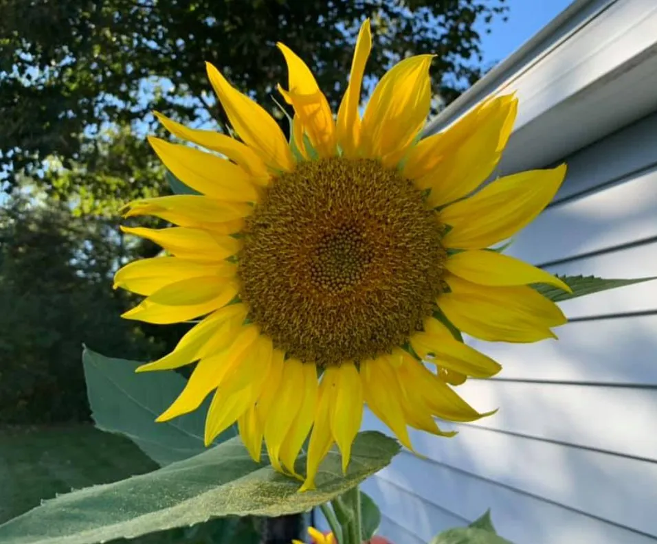 Trusted landscape design for outdoor upgrades across Oostburg, WI - Limberg Landscaping