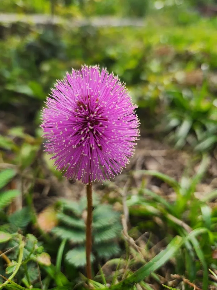 Expert landscape installation for outdoor upgrades across Riverview, FL - Limberlost Gardens