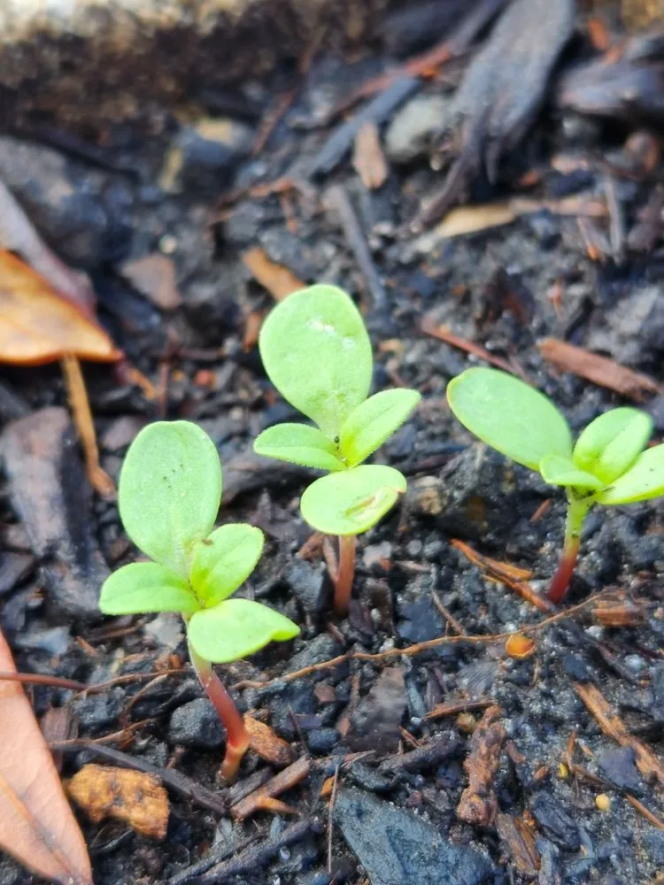 Custom yard cleanup service for residential properties in Riverview, FL by Limberlost Gardens