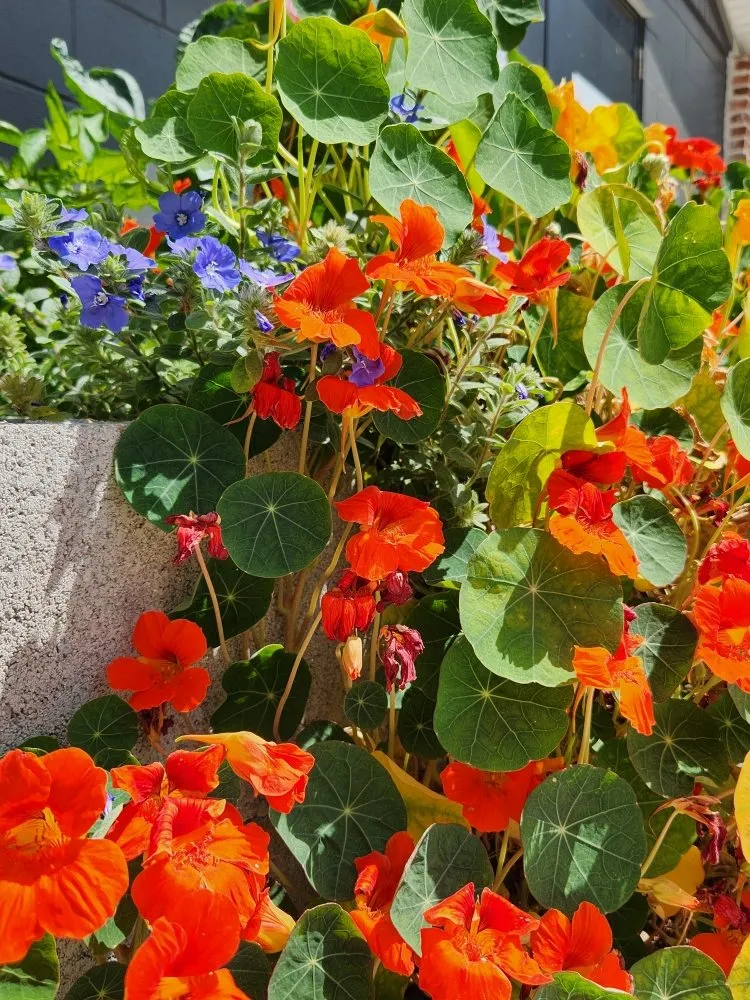 Trusted landscape design with custom design across Riverview, FL - Limberlost Gardens