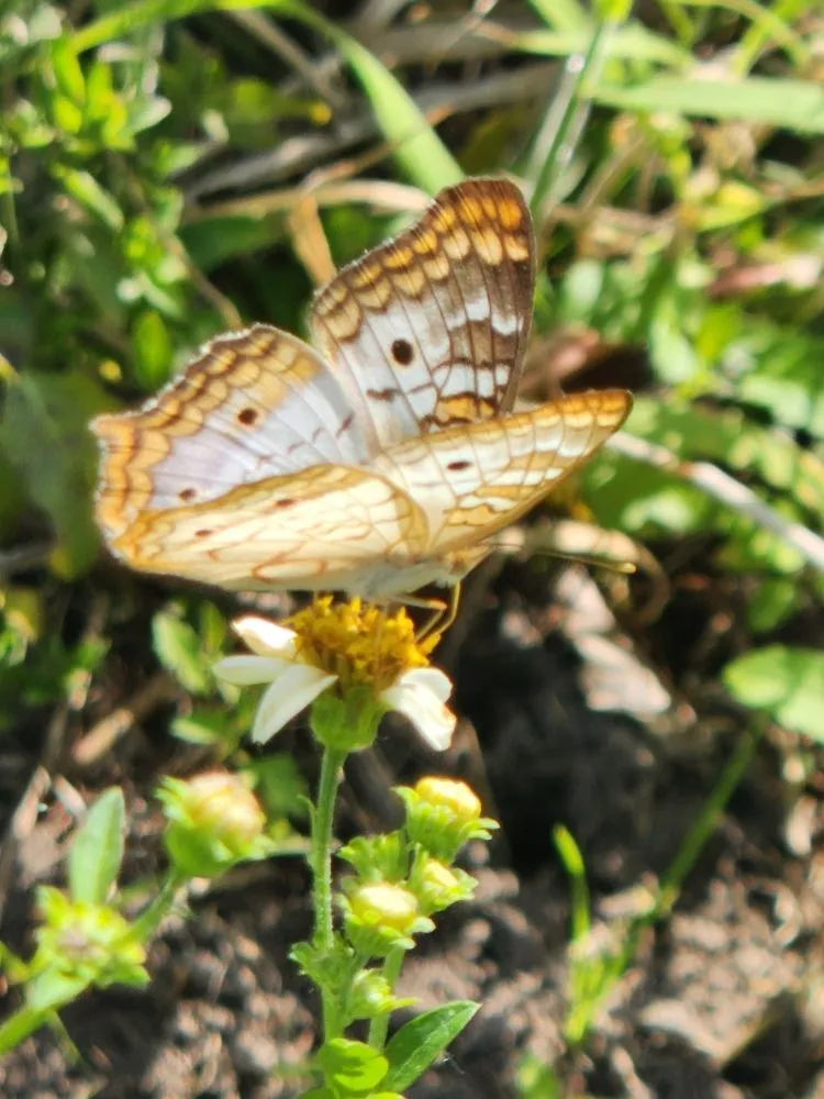 Affordable landscape installation in Riverview, FL by Limberlost Gardens