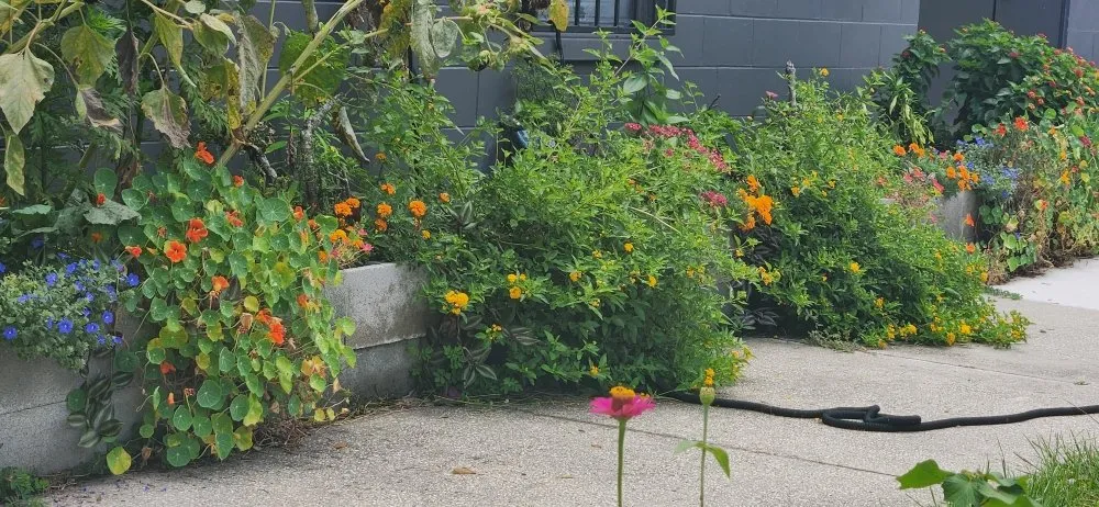 Local yard cleanup service for homes across Riverview, FL - Limberlost Gardens