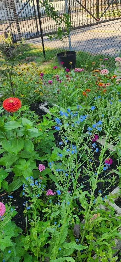 Trusted landscape design for residential properties across Riverview, FL - Limberlost Gardens