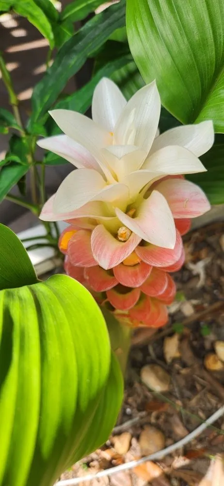 Local garden landscaping near you across Riverview, FL - Limberlost Gardens