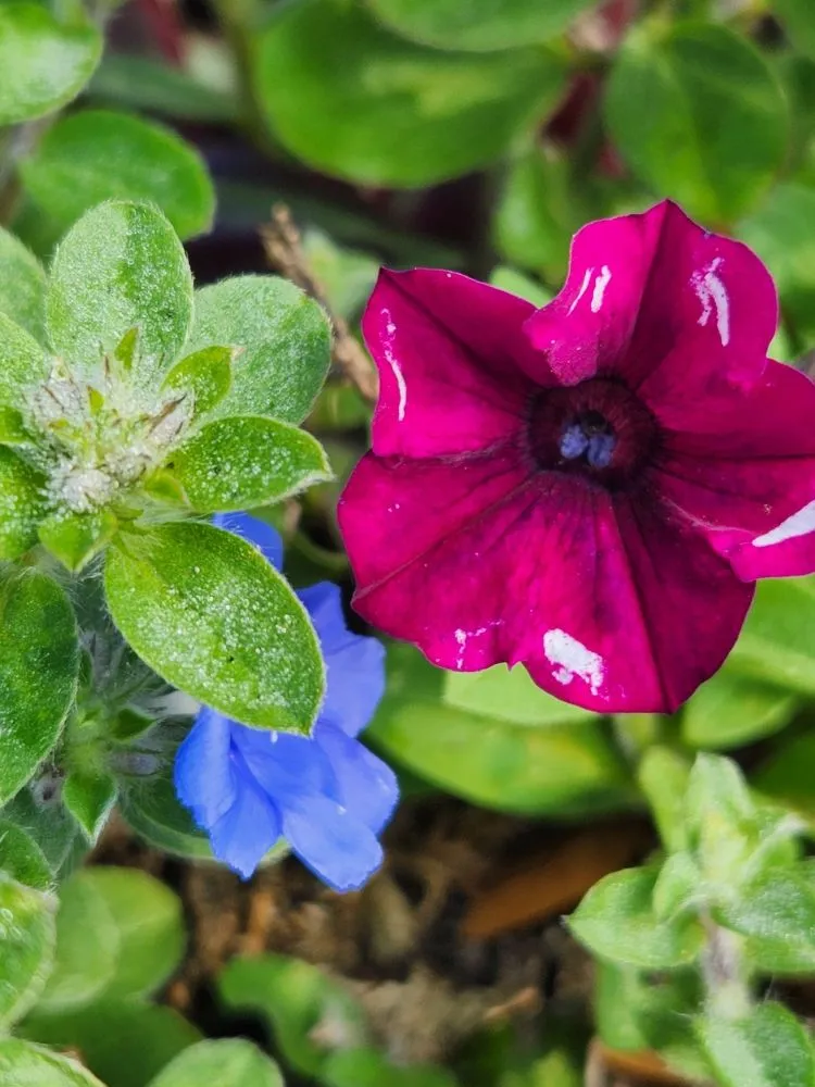 Trusted yard cleanup service for residential properties across Riverview, FL - Limberlost Gardens