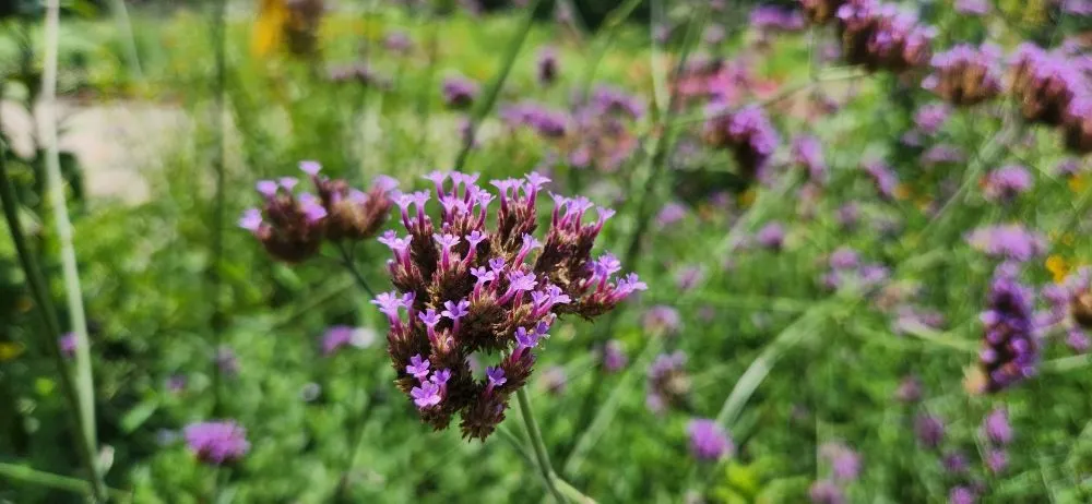 Custom residential landscaping with custom design across Riverview, FL - Limberlost Gardens