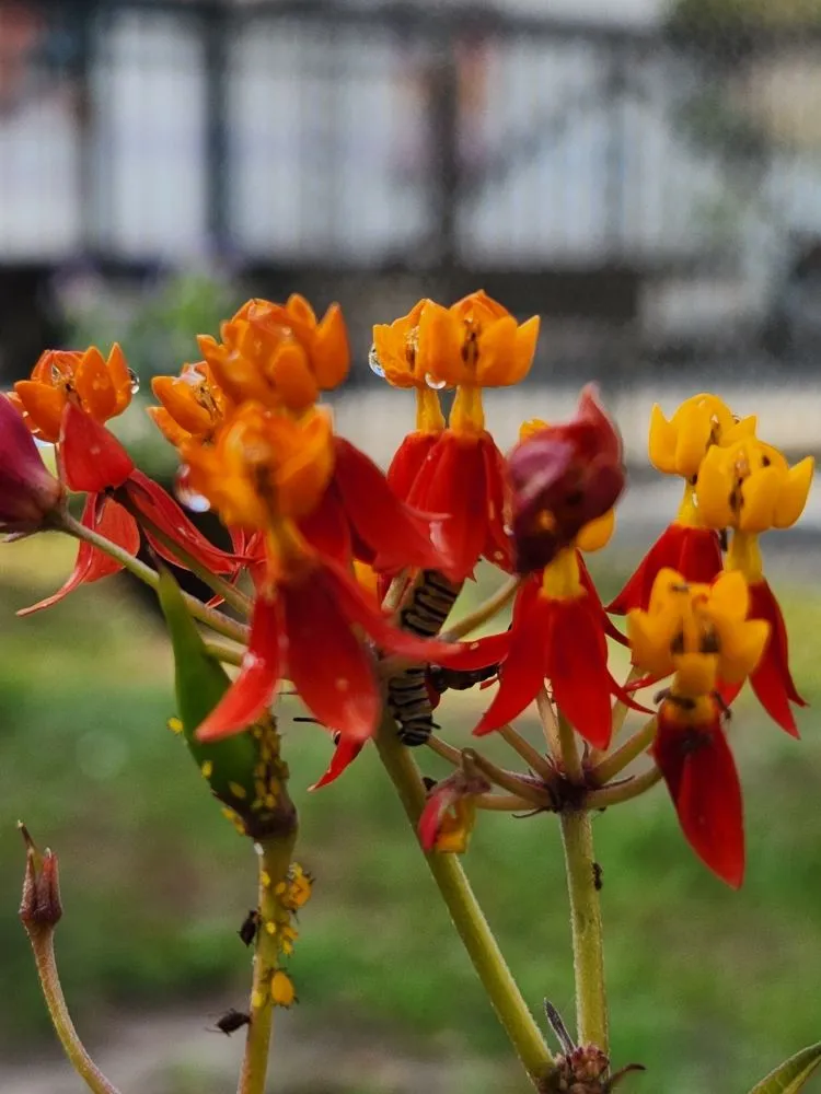 Local yard maintenance near you across Riverview, FL - Limberlost Gardens