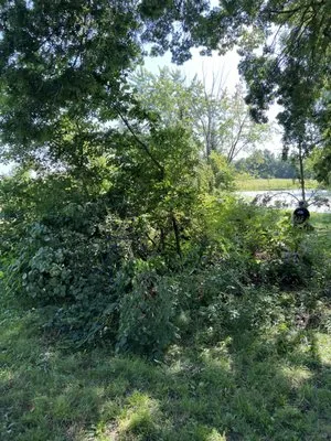 Limbs and Lawns