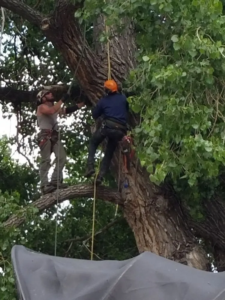 Affordable garden landscaping experts serving Loveland, CO - Limbs and Things