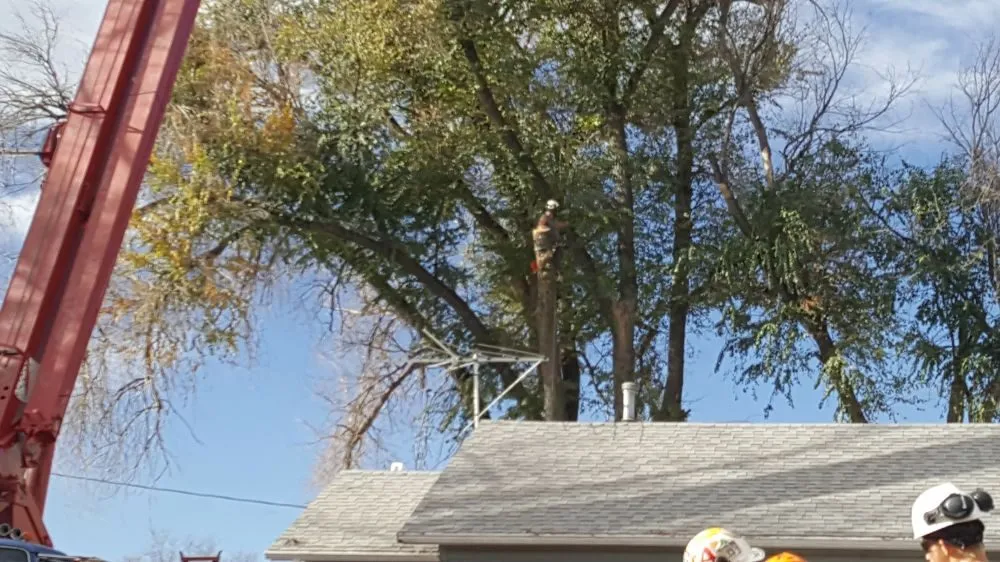 Custom yard cleanup service for homes in Loveland, CO by Limbs and Things