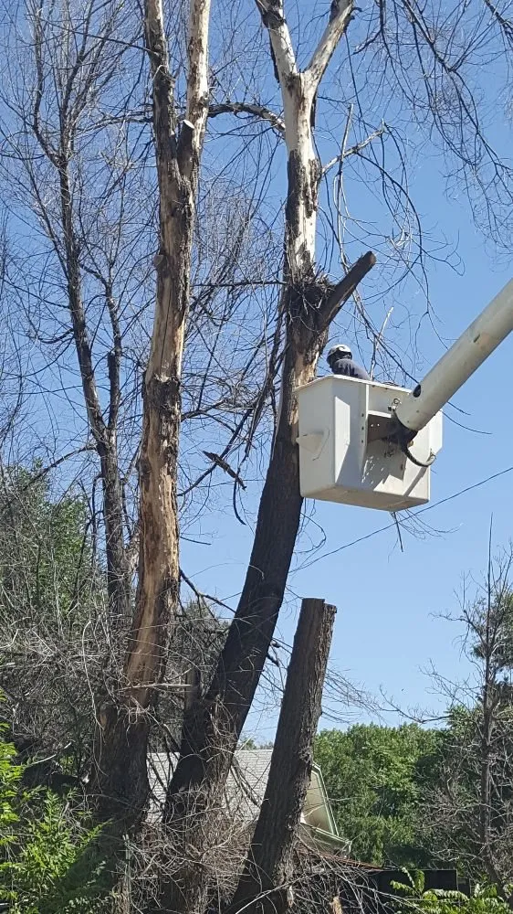 Local residential landscaping for year-round maintenance across Loveland, CO - Limbs and Things