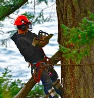 Local yard cleanup service near you in Loveland, CO by Limbs and Things