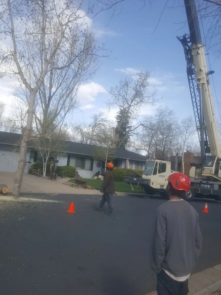 Top-rated landscape design with custom design across Loveland, CO - Limbs and Things