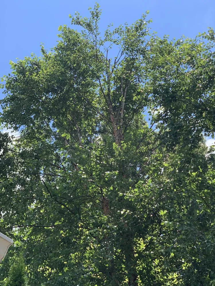 Trusted lawn care service in Louisville, KY - Limbwalker Tree Service