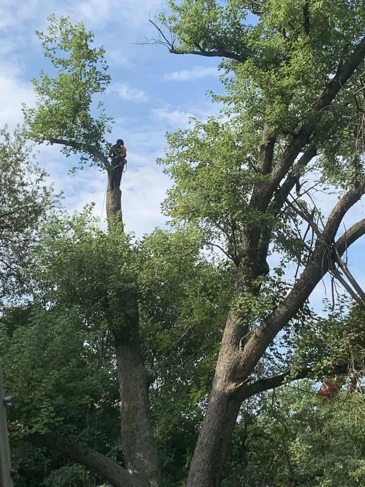 Professional landscape installation in Louisville, KY - Limbwalker Tree Service