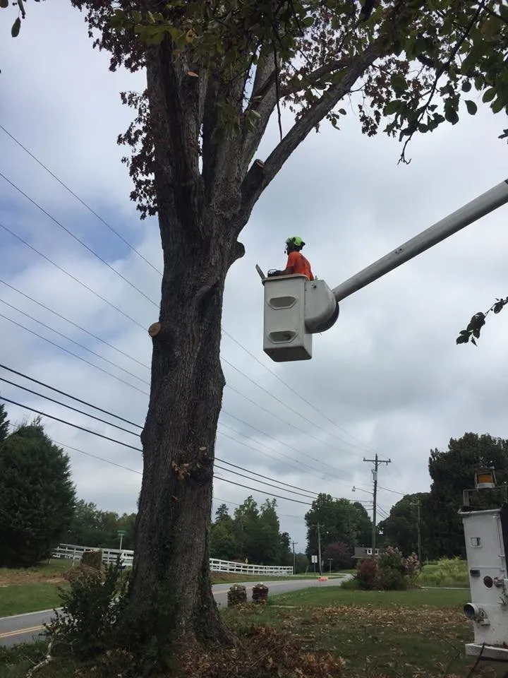 Trusted lawn mowing service near you in Morganton, NC by Limbwalkers Tree & Crane Service