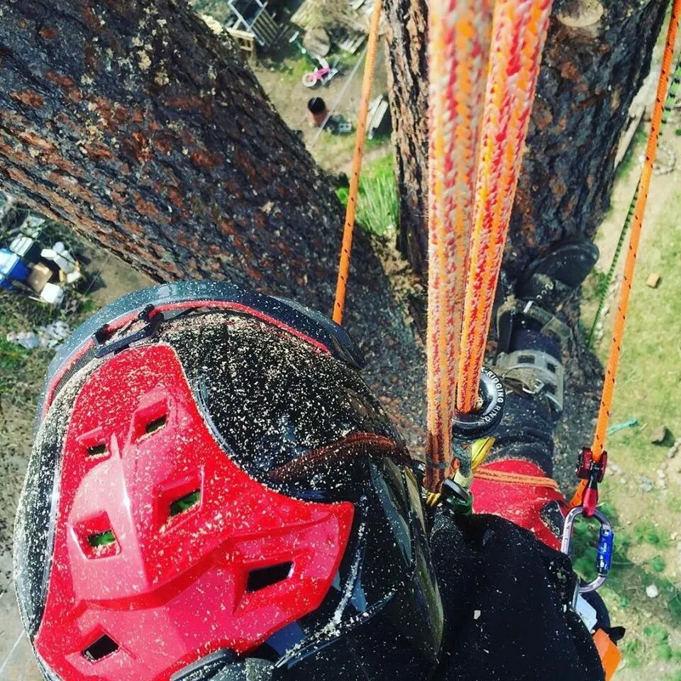 Reliable landscaping services near you in Morganton, NC by Limbwalkers Tree & Crane Service