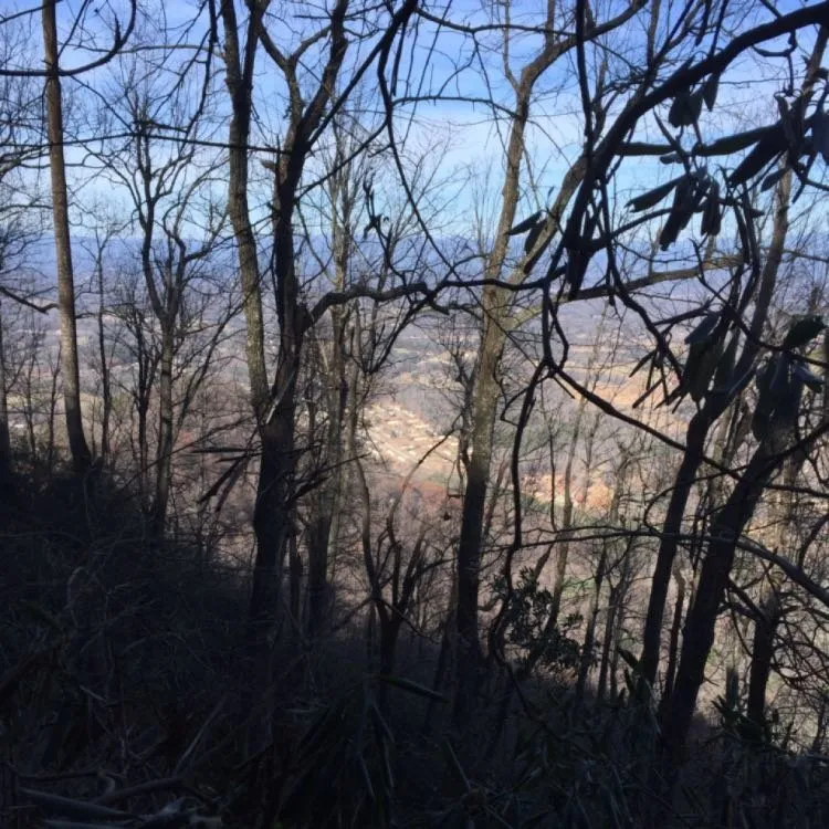 Affordable yard maintenance in Morganton, NC - Limbwalkers Tree & Crane Service