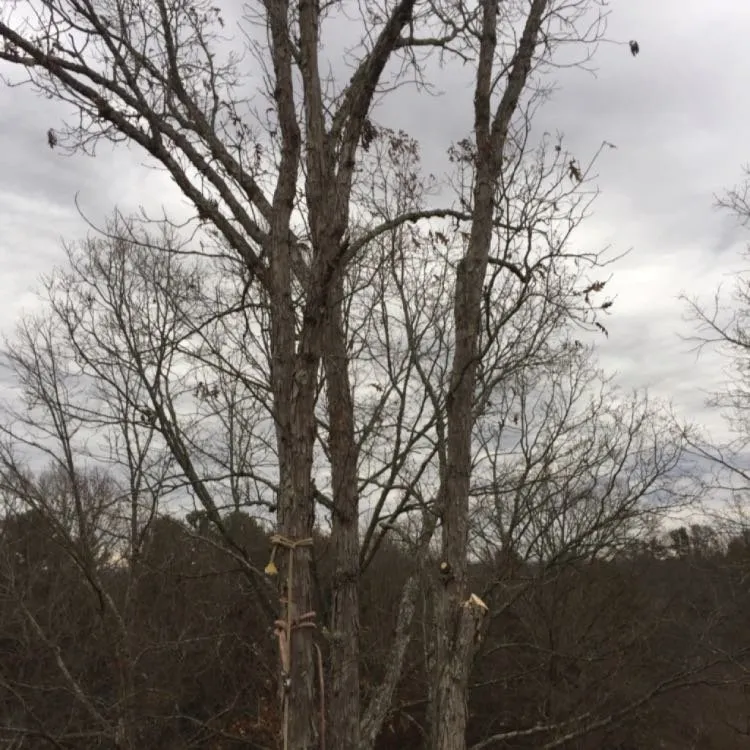 Custom lawn care service in Morganton, NC by Limbwalkers Tree & Crane Service