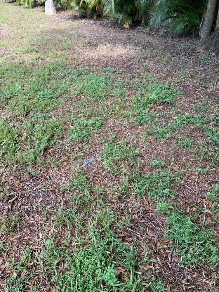 Trusted landscaping services experts serving Valrico, FL - Lime Lawns