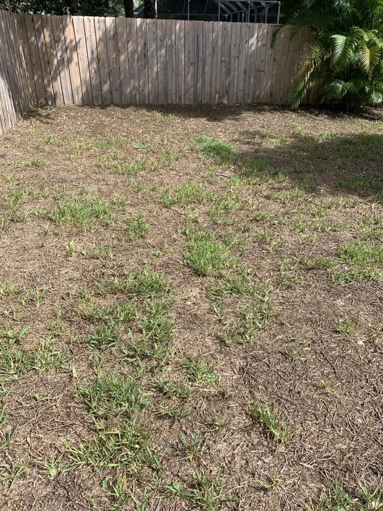 Top-rated yard maintenance experts serving Valrico, FL - Lime Lawns