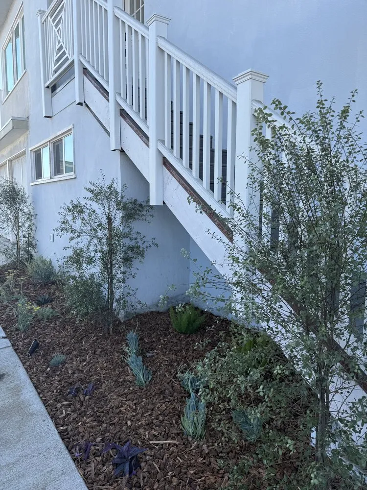 Trusted lawn care service in Long Beach, CA - Limited Landscape