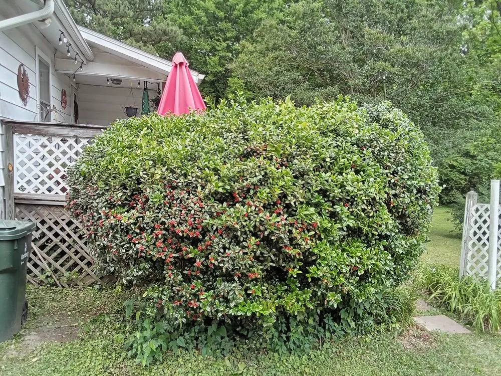 Reliable yard cleanup service for homes across Clayton, NC - Limitless Lawn Care