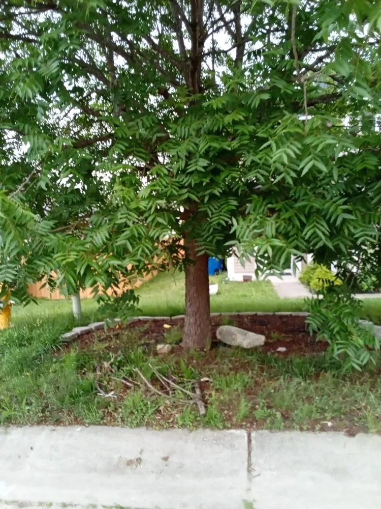 Top-rated residential landscaping for year-round maintenance across Clayton, NC - Limitless Lawn Care