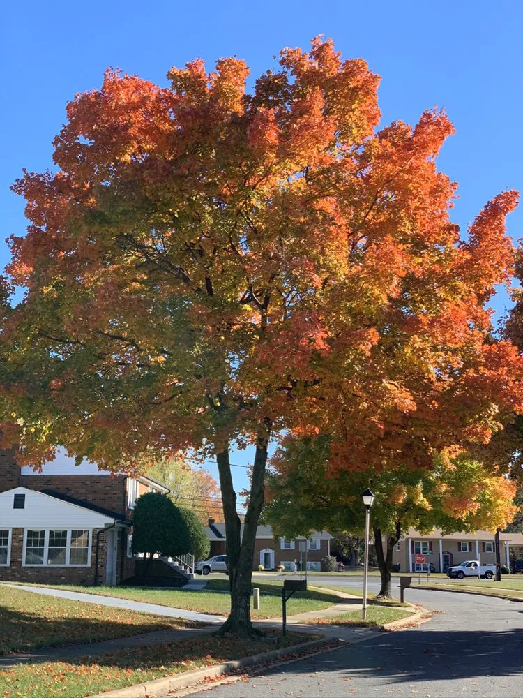 Custom landscape design in Clinton, MD - Linchpin Turf Maintenance