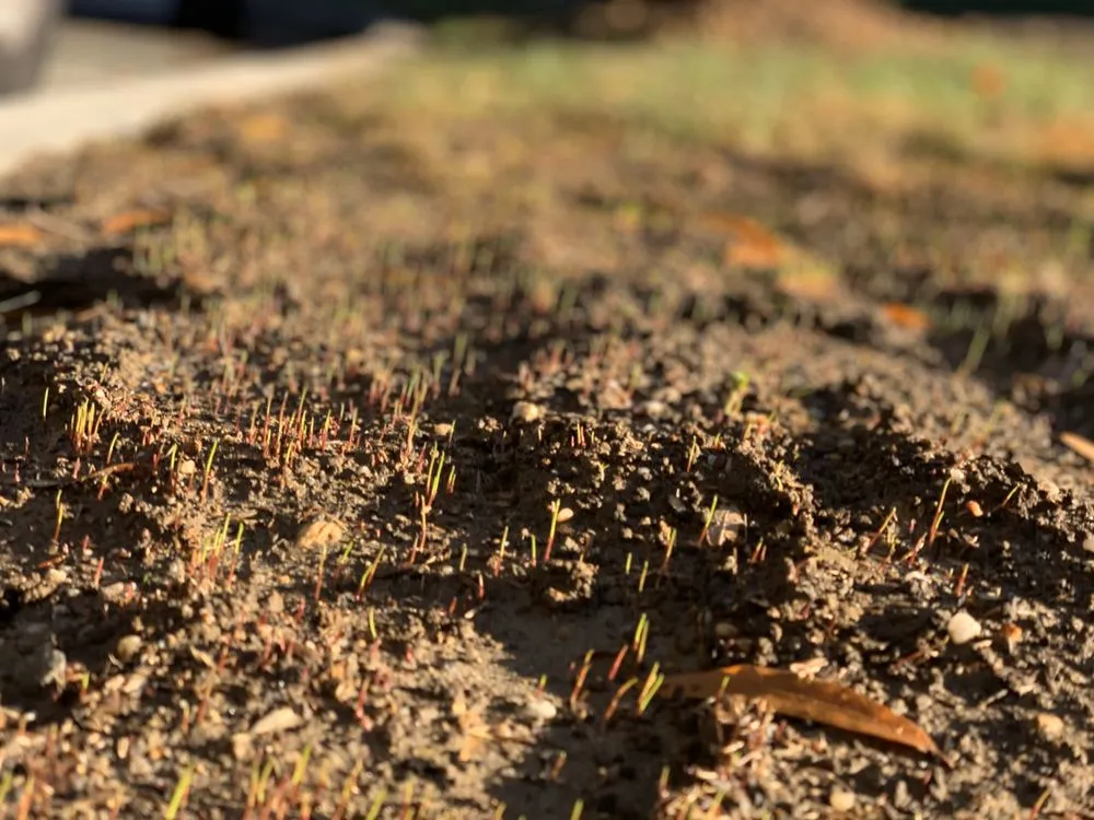 Reliable yard cleanup service in Clinton, MD by Linchpin Turf Maintenance