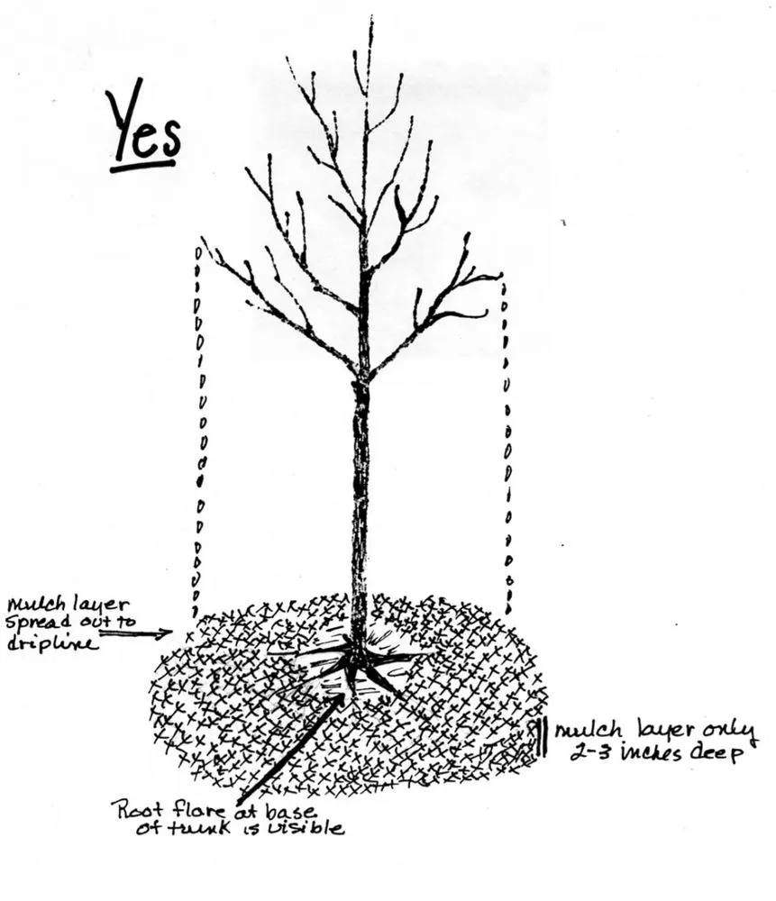 Custom landscape design in Clinton, MD by Linchpin Turf Maintenance